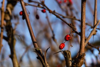 Kışın güneş ışığında küçük kırmızı böğürtlenlerle Rowan ağaçlarını kapatın.