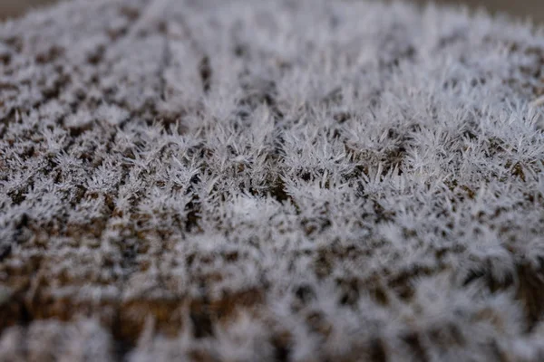 Close up of ice crystals on wood in the morning — 스톡 사진