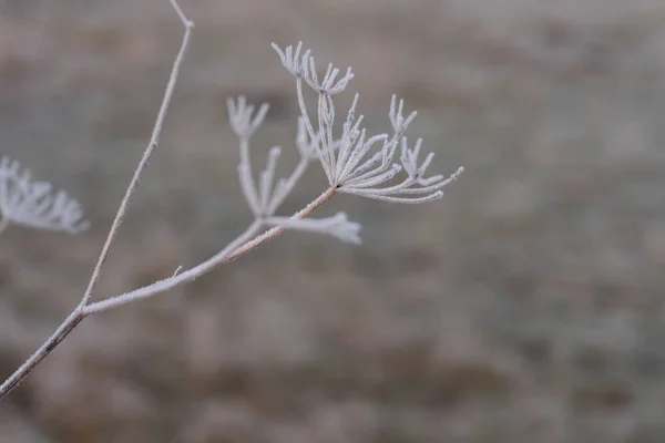 Primer plano de una planta congelada en la mañana de invierno cubierta de rocío — Foto de Stock