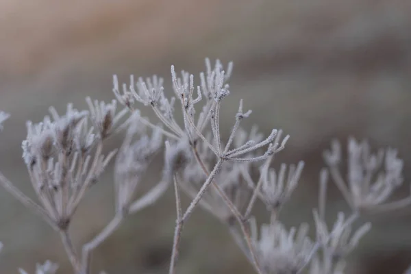 Primo piano di una pianta congelata al mattino d'inverno ricoperta di rugiada — Foto Stock