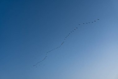 Mavi gökyüzünde uçan bir grup kuş.