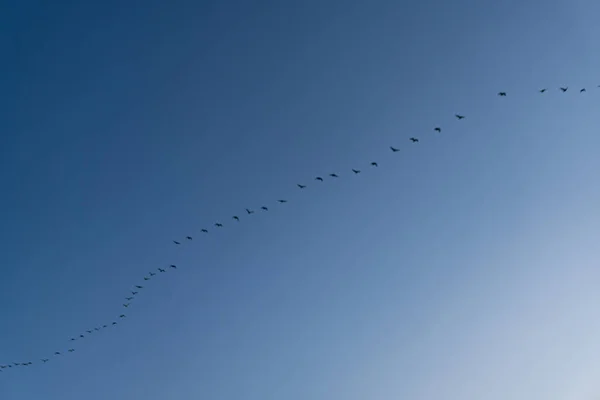 A group of birds flying in the blue sky