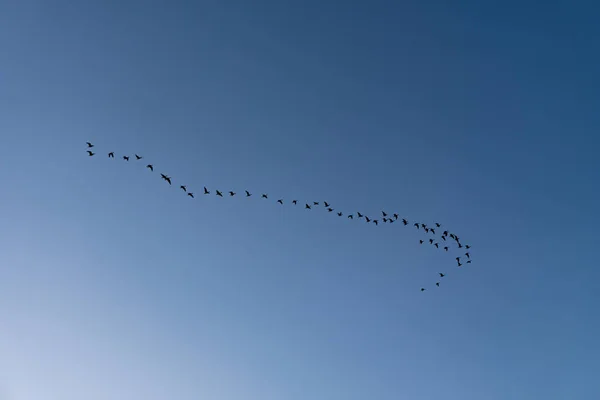 A group of birds flying in the blue sky — Stock Photo, Image