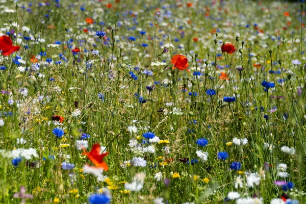 Zbliżenie Kolorowego Pola Dzikimi Kwiatami — Zdjęcie stockowe