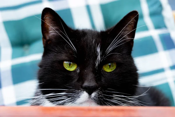 Close Black Cat Green Eyes Looking Directly You — Stock Photo, Image