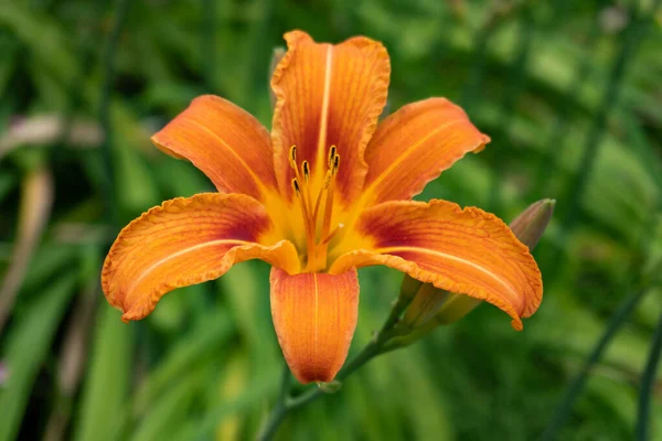 Primer Plano Lirio Fuego Naranja Jardín —  Fotos de Stock