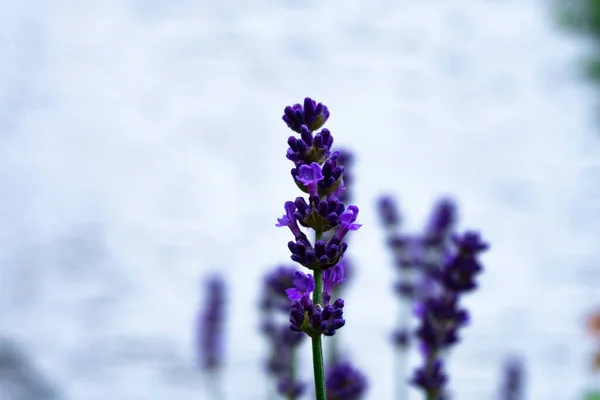 Close Purple Lavender Ladybug Front White Background — Stock Photo, Image