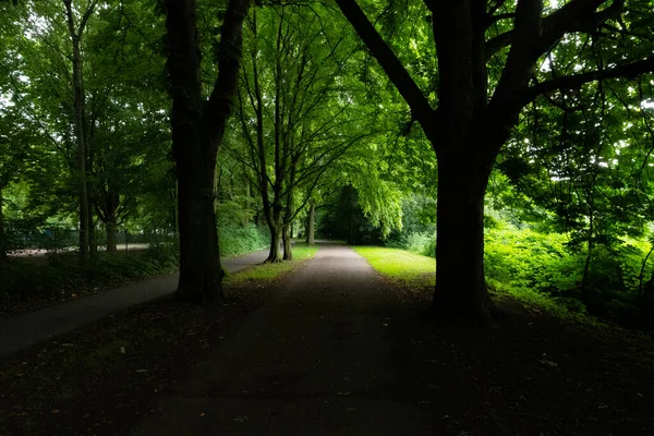 Cale Mers Jos Lumini Umbră Într Parc Public fotografii de stoc fără drepturi de autor