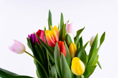 Beyaz arka planda renkli laleler.