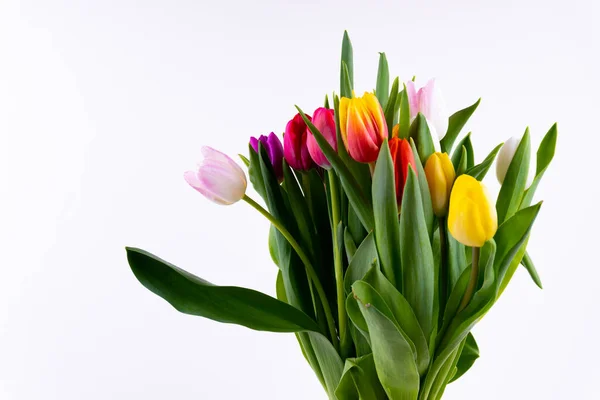 Kilka Kolorowych Tulipanów Białym Tle — Zdjęcie stockowe