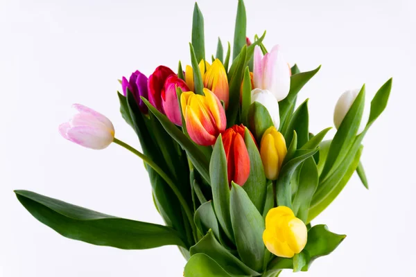 Kilka Kolorowych Tulipanów Białym Tle — Zdjęcie stockowe