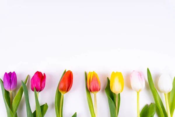 Colorful tulips laying in a row with on white background with copy space