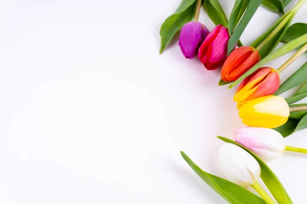 Kolorowe Tulipany Układające Się Kole Białym Tle Przestrzenią Kopiowania — Zdjęcie stockowe
