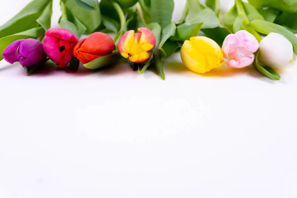 Kolorowe Tulipany Układające Się Rzędzie Białym Tle Przestrzenią Kopiowania — Zdjęcie stockowe