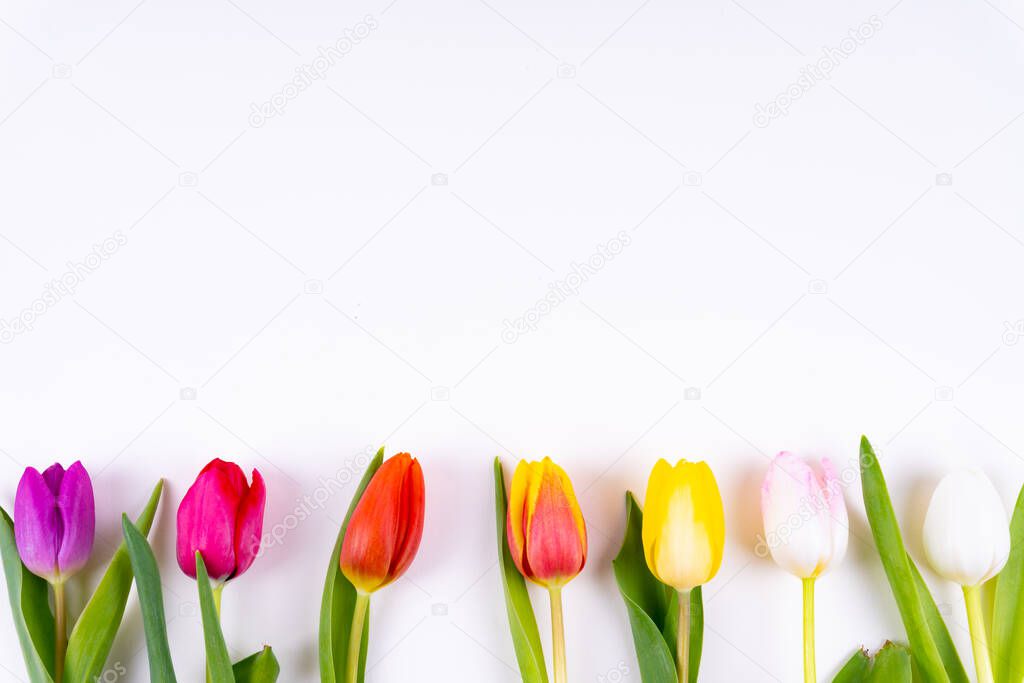 Colorful tulips laying in a row with on white background with copy space