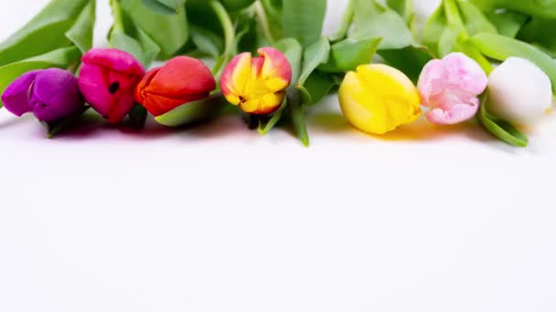 Row Colorful Fresh Tulip Flowers Disappearing Step Step White Background — Stockvideo