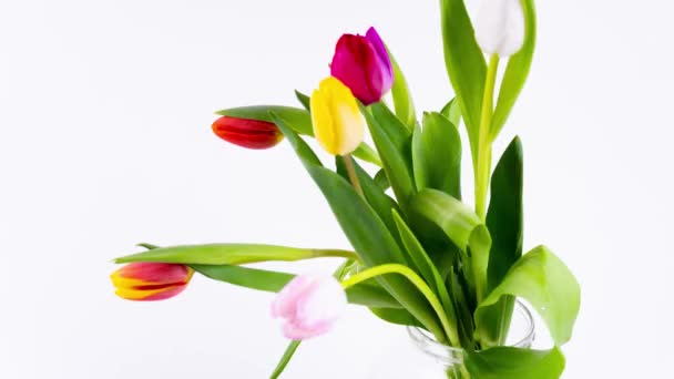 Букет Цветных Свежих Цветов Тюльпана Исчезает Шаг Шагом Белом Фоне — стоковое видео