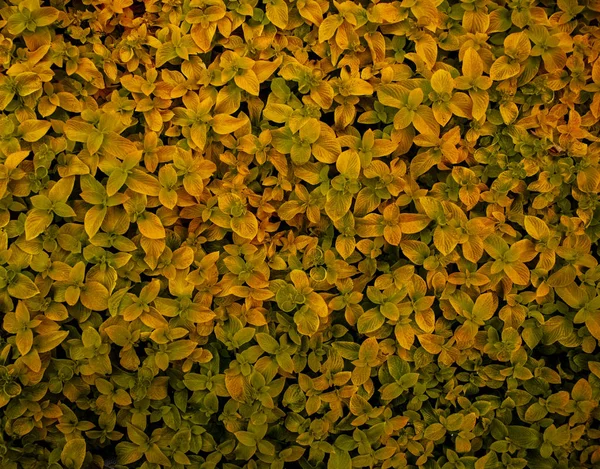 Geelachtige Bladeren Van Een Grote Struik — Stockfoto
