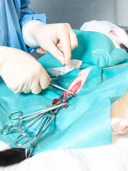 close up look to a cat going under surgery, with its innards out, animal care concept