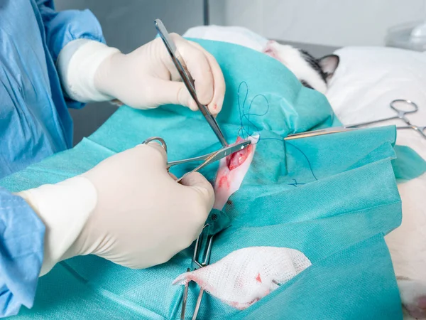 cat being operated by a vet, animal health and care concept