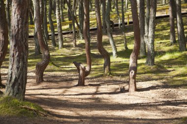 Kurshskaya Kosa - Curonian salyası, Kaliningrad bölgesi, Rusya: Dans eden orman