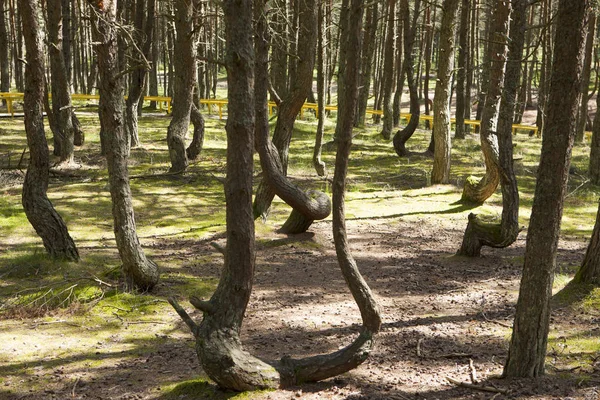 Kurshskaya Kosa Kurische Nehrung Kaliningrader Gebiet Russland Tanzender Wald — Stockfoto