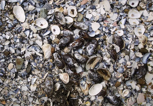 ケープコッドのウェルフリートマサチューセッツ州のカキの殻の山 — ストック写真