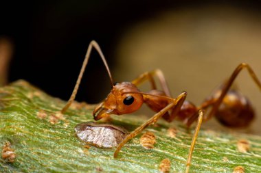 Red Weaver ant is stick on the branches.