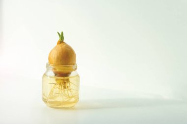 Pencerede su kovasında kökleri olan filizlenmiş bir soğan..