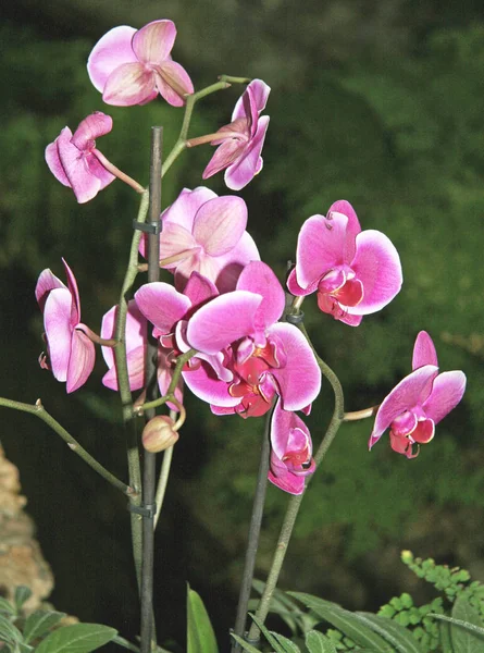 Les Fleurs Orchidée Sont Rose Vif Avec Imprimé Blanc Pur — Photo