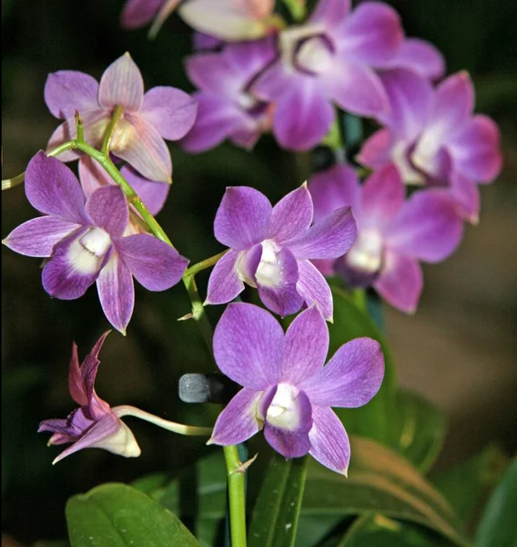 Flor Orchid Uma Cor Roxa Delicada Flores Perto Fotografia Macro — Fotografia de Stock