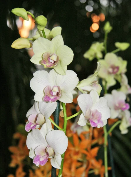 Flores Grandes Brancas Orchid Flores Grandes Orchid Florescendo Flores Brancas — Fotografia de Stock