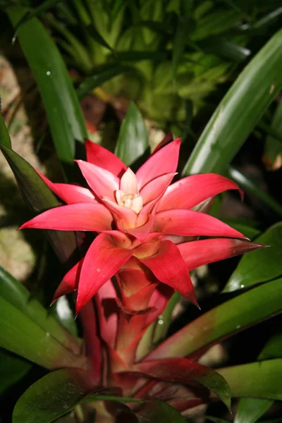 Big red flower in the garden. Red Guzmania flower with green leaves.