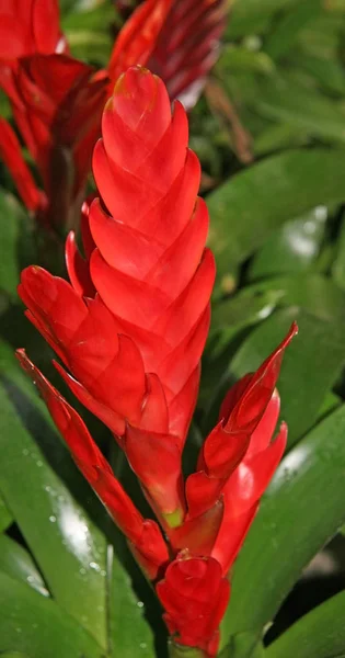 Une Fleur Rouge Haute Lumineuse Dans Vert Jardin — Photo