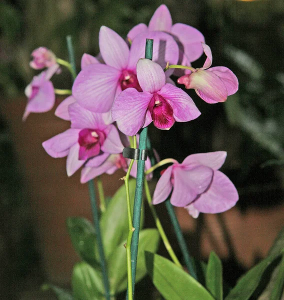 Muchas Flores Brotes Color Rosa Brillante Púrpura Flores Orquídea Color — Foto de Stock