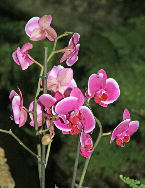 Bir sürü parlak pembe çiçek ve tomurcuk. Orkide çiçekleri yakın plan renk. Koleksiyon.