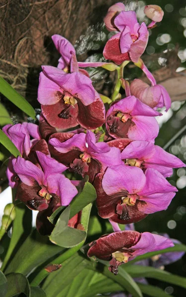 Orquídea Florescente Jardim Flores Roxas Marrons Orquídea Forma Incomum — Fotografia de Stock