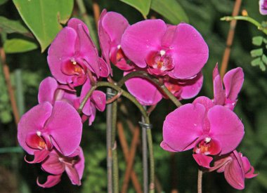 Büyük, büyük çiçekler parlak pembedir. Bahçede çiçek açan orkide..