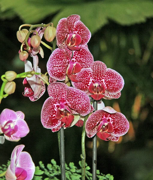 Orquídea Manchada Vermelha Branca Fechar Para Cima Flores Coloração Excepcional — Fotografia de Stock