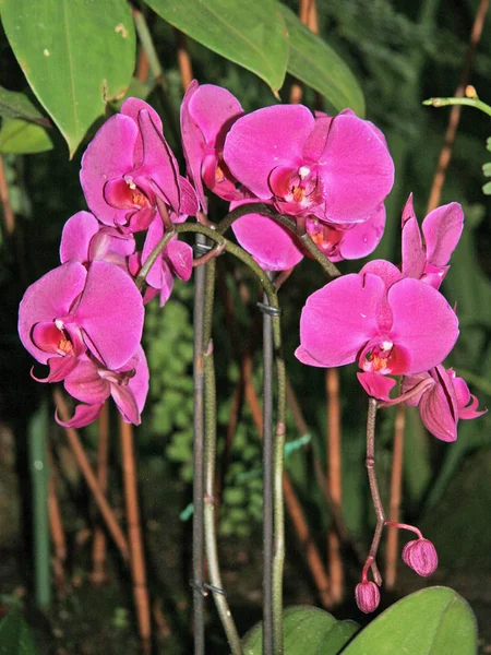 Flores Grandes Grandes São Rosa Brilhante Orquídea Florescendo Jardim — Fotografia de Stock