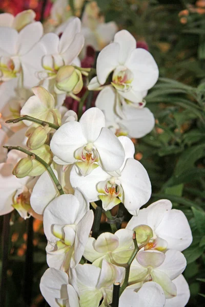 Flores Brancas Orquídea Flores Grandes Bonitas Uma Videira Florescente Recolha — Fotografia de Stock