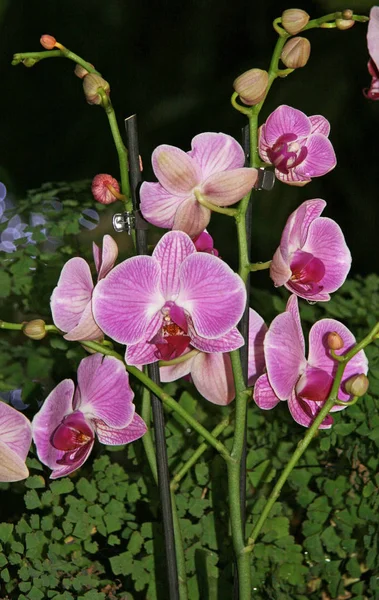 Flores Rosa Orquídea Flores Grandes Jardim Florescente Com Orquídeas Recolha — Fotografia de Stock