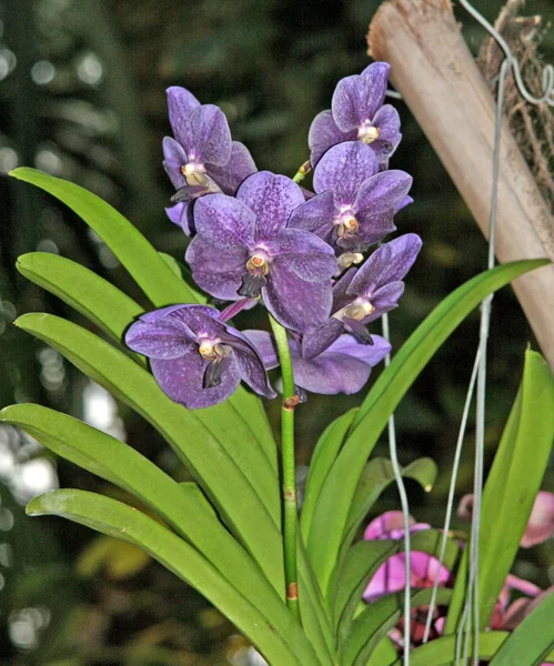 Fleurs Orchidée Bleue Dans Jardin Floraison Saisonnière Orchidée Phalaenopsis Collecte — Photo