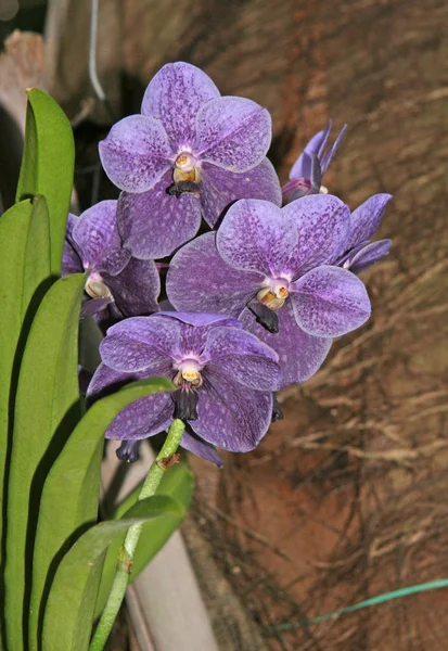 Blaue Orchideenblüten Garten Saisonale Blüte Der Phalaenopsis Orchidee Sammlung — Stockfoto