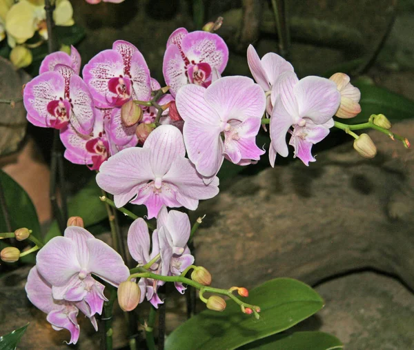 Tons Rosa Florescendo Nas Flores Das Orquídeas Floração Sazonal Recolha — Fotografia de Stock