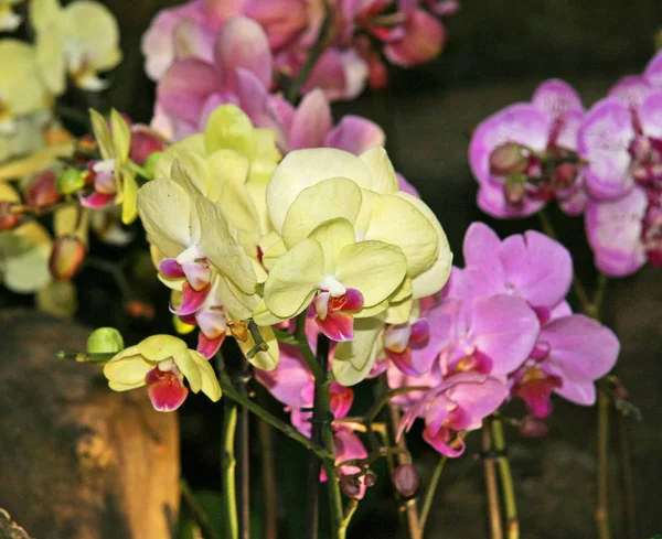 Sárga Gyönyörű Orchidea Virágok Egy Virágzó Szőlő Nagy Gyönyörű Virágai — Stock Fotó