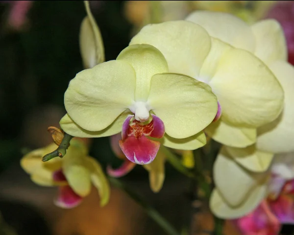 Cor Amarela Clara Flor Orquídea Fechar Uma Flor Flor Cor — Fotografia de Stock