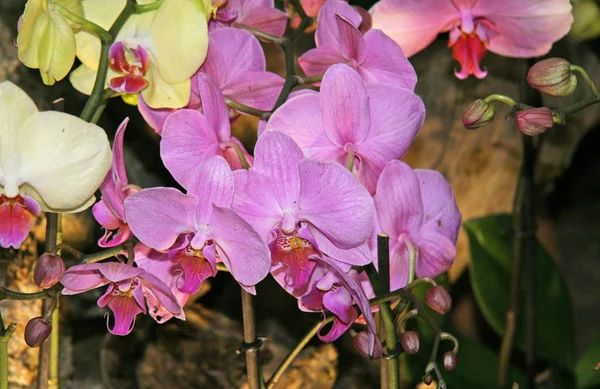 Muitas Cores Grandes Roxo Claro Orquídea Florescer Jardim Com Flores — Fotografia de Stock