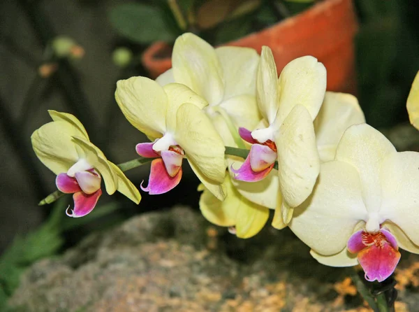 兰花的浅黄色 花的特写 许多盛开的兰花 — 图库照片