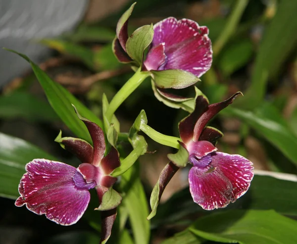 Flores Raras Orquídea Jardín Verde Flores Pequeñas Color Púrpura Oscuro — Foto de Stock